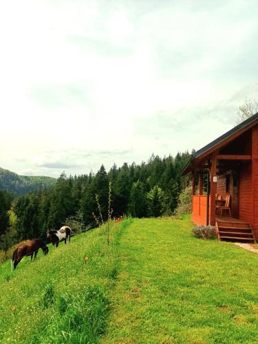 Tiny house