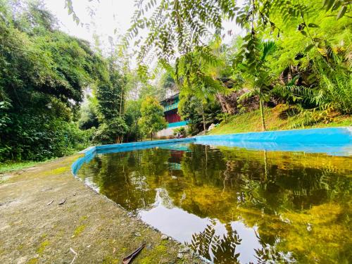 a pool of water in the middle of a forest at Sinharaja Retreat in Deniyaya