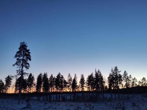 a group of trees in the snow at sunset at Magisch berghuisje met uitzicht op Nationaal Park Fulufjället in Sörsjön