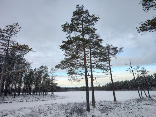 a group of trees in a snow covered field at Magisch berghuisje met uitzicht op Nationaal Park Fulufjället in Sörsjön