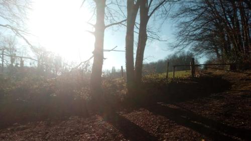 a misty forest with trees and a fence in the sun at Just for sleep in Liège