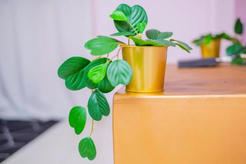 a plant in a yellow pot sitting on top of a table at Dubaï to Conakry KIPE in Conakry