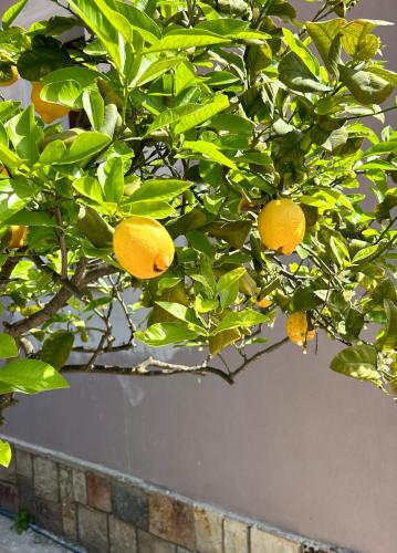 a lemon tree with oranges hanging from it at Casa Mammai in San Sperate