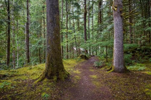 a dirt trail in a forest with two trees at Snowater Condo 85 - Deluxe two story condo in Bellingham