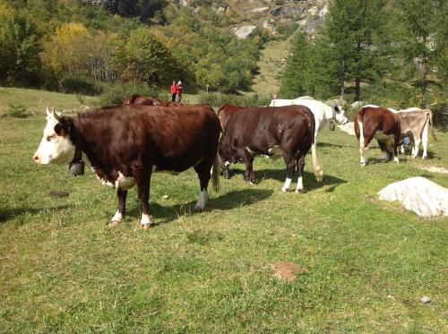 a group of cows standing in a field at B&B Monte Giove Formazza in Formazza