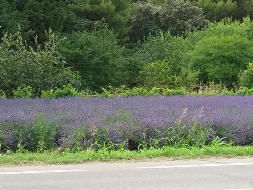 un champ de fleurs violettes à côté d'une route dans l'établissement Maison en campagne, au Thor