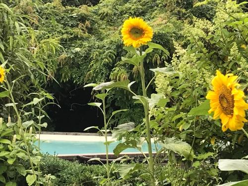a garden with sunflowers and a swimming pool at The Secret Garden in Herentals