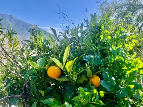 a group of oranges growing in a tree at 3 bedroom holiday home Alcaucin with private pool and mountain view in Alcaucín