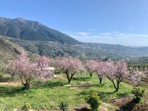 a group of trees in a field with mountains in the background at 3 bedroom holiday home Alcaucin with private pool and mountain view in Alcaucín