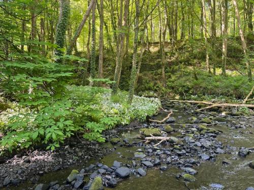 a stream in the middle of a forest at The Sea Loft Castlerock. in Castlerock