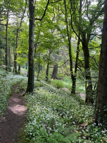 a forest filled with lots of trees and flowers at The Sea Loft Castlerock. in Castlerock