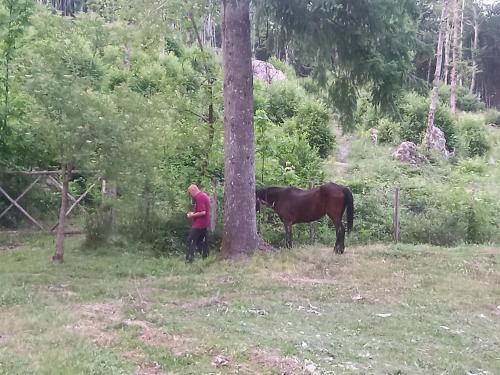 a man standing next to a horse next to a tree at Agriturismo Fonte Magria in Abbadia San Salvatore