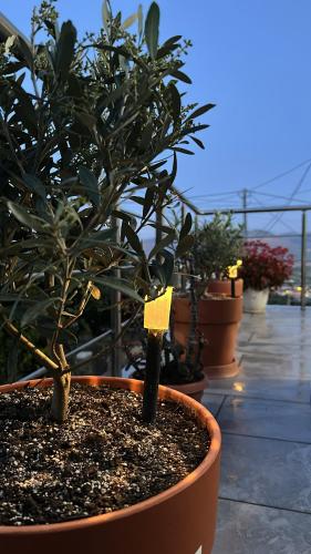 Φωτογραφία από το άλμπουμ του Villa Muar στους Αγίους Σαράντα