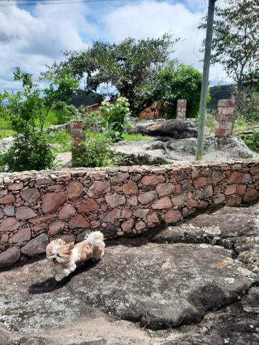 a small dog sitting on top of a rock wall at Recanto Bela Vista Igatu in Igatu