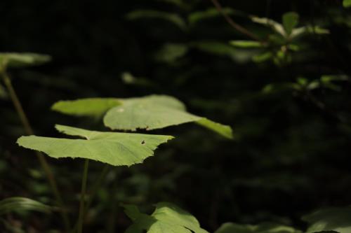 a green leaf with a beetle on it at COCO VILLA Yatsugatake in Hokuto