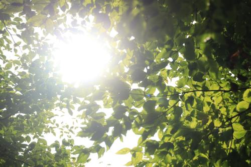 a tree with the sun shining through the leaves at COCO VILLA Yatsugatake in Hokuto