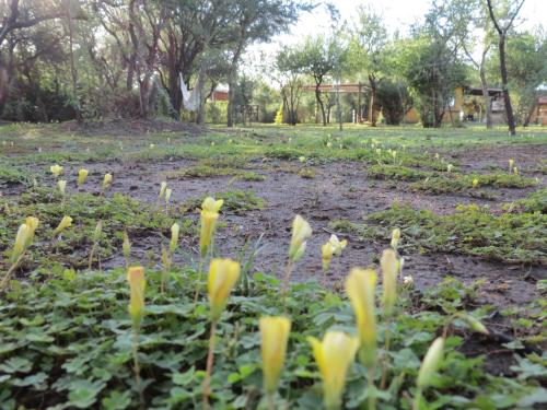 a field of flowers in a park at Arawi Cabaña in Merlo