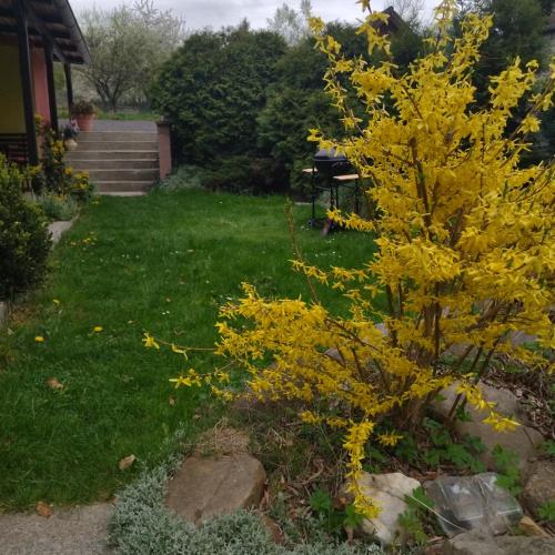 a yellow tree in a yard next to a house at Všeborky in Dalovice