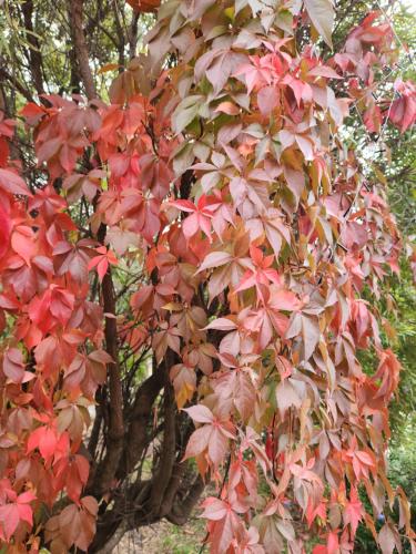 a tree with red and brown leaves on it at Green heavan in Greenvale