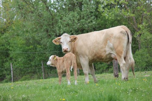 a cow and a calf standing in a field at Biohof Liebhart in Obing