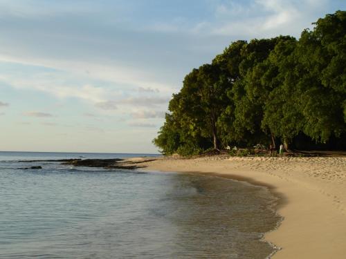 a sandy beach with trees on the shore at Best E Villas Prospect St James in Saint James