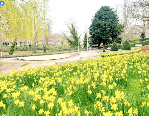 メードストンにあるRoom with kitchen in the Heart of Maidstoneの公園内の黄花畑