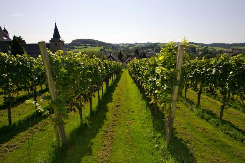 a row of grape vines in a field at Villa Valkenburg in Valkenburg