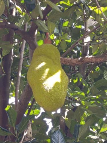 a large yellow fruit hanging from a tree at Surf Dream Villa Arugambay in Arugam Bay