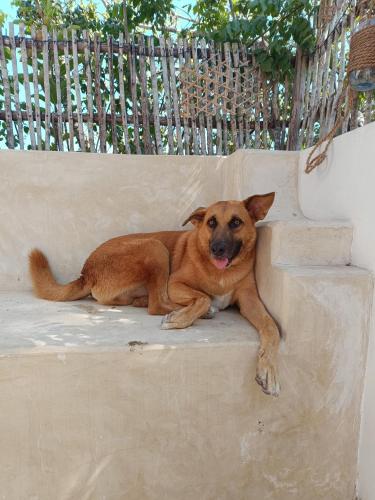 a brown dog laying on top of a wall at Mgongo tree house in Jambiani