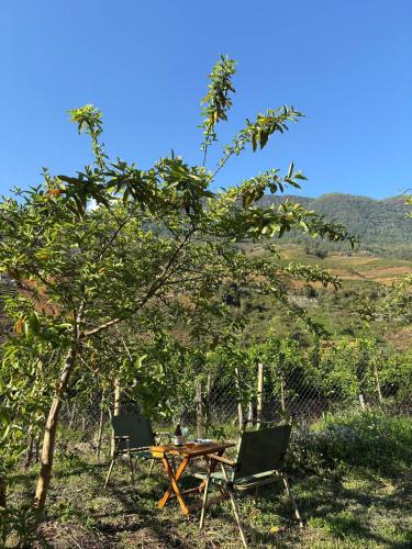 a picnic table and two chairs under a tree at maison Rose & Jardinier eco homestay in Sa Pa