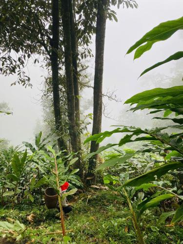 a plant in the middle of a forest at maison Rose & Jardinier eco homestay in Sa Pa