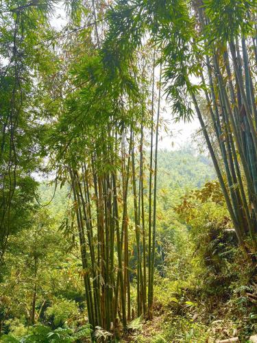 a group of bamboo trees in a forest at maison Rose & Jardinier eco homestay in Sa Pa