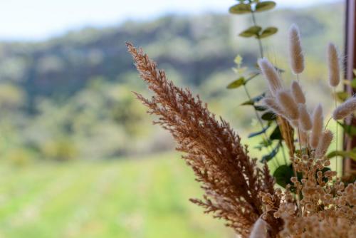 a close up of a plant with a field in the background at Quinta entre palmeras in Santa Brígida