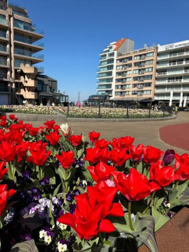 a bunch of red flowers in front of some buildings at Luxe studio/suite met zeezicht en volle zon in Knokke-Heist