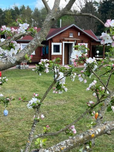 a tree with pink flowers in front of a house at Eichberg Ferienhäuser in Fürstenberg-Havel