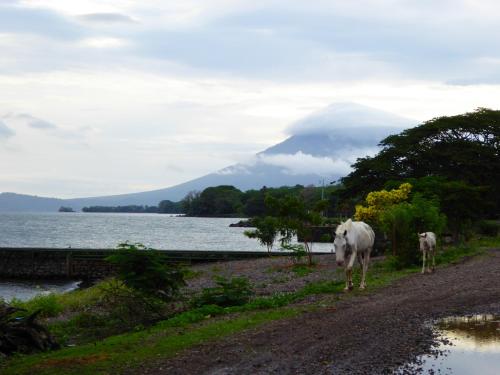 two white cows walking down a dirt road next to a body of water at Hostal La Cascada San Ramón in Mérida