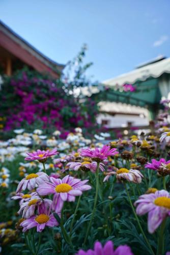 Jardin de l'établissement 丽江林森有鹿雪山观景民宿