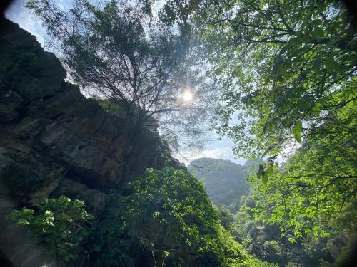 a view from the ground of a forest with trees at Tam Coc Moutainside Homestay in Ninh Binh