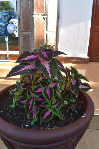 a potted plant with purple flowers in a pot at Kili Kivuli in Msaranga