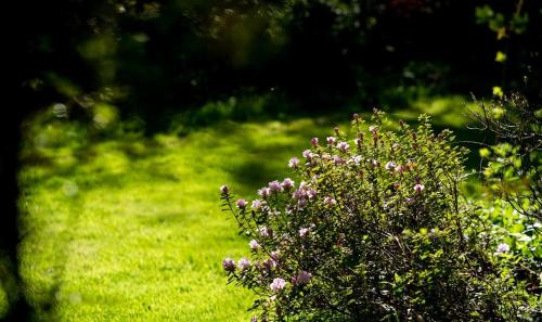 a bush with pink flowers in a field of grass at Charming 18th Century property in Topcliffe Station