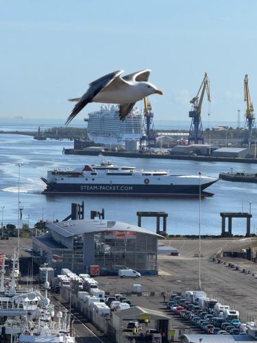 a bird flying over a harbor with a cruise ship at James Clow Bed & Breakfast in Belfast