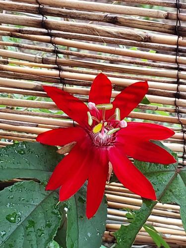 a red flower sitting on top of a table at Cabaña Tesoro Escondido in Guápiles