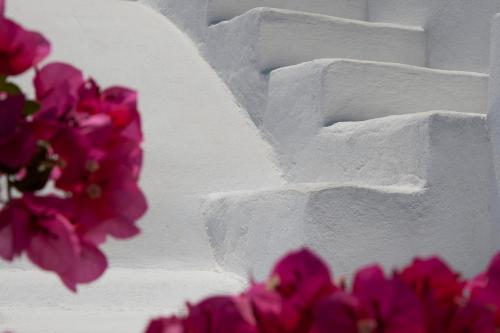 a bunch of pink flowers next to a white building at Chelidonia Luxury Suites in Oia