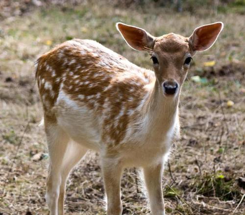 a baby deer is standing in a field at Acadia Luxury Penthouse Suite in Trenton