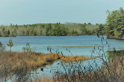 a large body of water with trees in the background at Somes Pond Island Cottage in Southwest Harbor