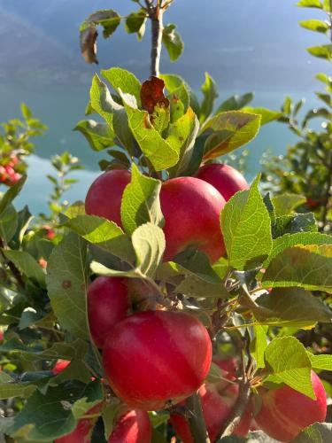 a bunch of red apples growing on a tree at Flo Lake House in Stryn