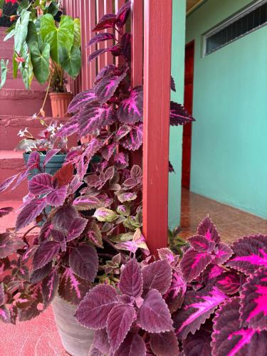 Gambar di galeri bagi Hotel Mavi di El Achiote
