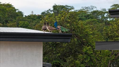 two birds sitting on top of a roof at Epic Tamarindo Boutique Hotel in Tamarindo