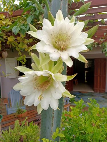 two white flowers on a pole in a garden at Douceur de la mer des caraibes in Sainte-Rose