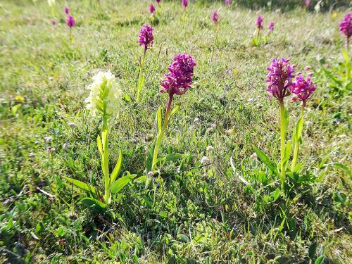 a group of purple flowers in the grass at 1C, Första parkett, 50m till badstrand in Byxelkrok